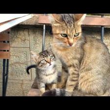 🐾❤️ The Purest Form of Love! Mother Cat Speaks from the Heart to Her Kittens