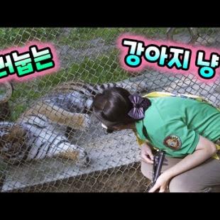 어쩌라고 드러누워 강아지냥 ㅜㅜ 언니 못 잃어 이지연 사육사 애니멀톡 TIGER 에버랜드 타이거밸리 한국 호랑이 무궁 태범 건곤 태호