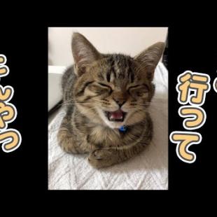 【感動】お留守番が寂し過ぎた子猫の、最後にとった行動が… #Shorts