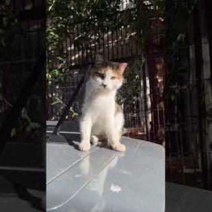 Confused cat scratching her head with antenna on car, meow #shorts #kitten #cute #cat #animals