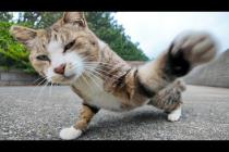 平和だった猫が…急にカメラを敵と認識し始めた瞬間w