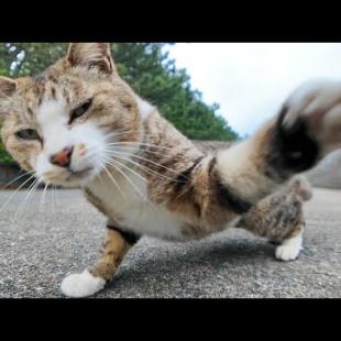 平和だった猫が…急にカメラを敵と認識し始めた瞬間ｗ