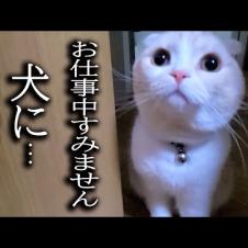 深夜に犬の異変に気づいた猫について行った結果...