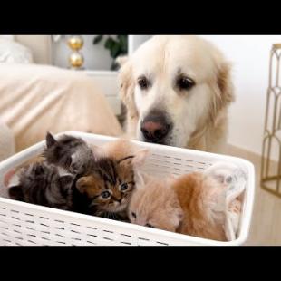 I Surprised My Golden Retriever With 6 Tiny Kittens — His Reaction Is Priceless!