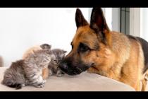 German Shepherd Reacts to Kittens