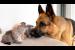 German Shepherd Reacts to Kittens