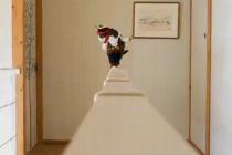 도도한 후크선장