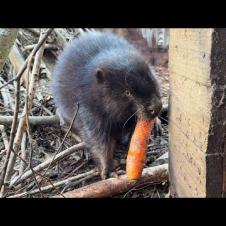 ПРИРУЧАЮ БОБРЕНКА / В ожидании хозяев мейн-куна Мурки / Минипиг под присмотром рыси ровняет траву