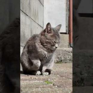  #ImpressedCatVideo #catisland #猫島