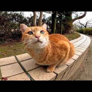 公園でモフられにきた茶トラ猫が可愛過ぎる