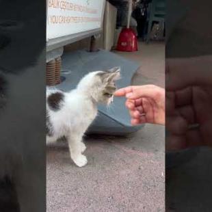 Kitten: Love Me! 🐾💖#shorts #kitten #cat #catlove #cute #animals  #catvideo #chat #adoptstrays
