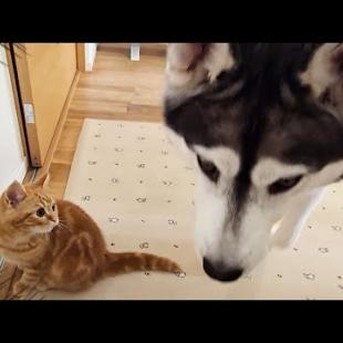 子猫を厳しく叱ったら犬を連れて仕返しにきた...