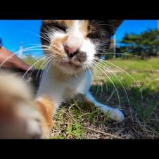 芝生で寝転ぶ三毛猫ちゃんをナデナデしてきた