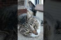 ゴロンゴロン転がってかわいすぎる猫