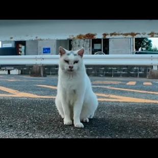 夕方漁港に行くと猫集まってきた