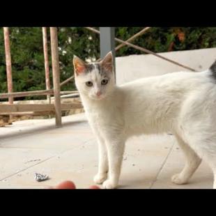 Incredibly cute kitten awaits food and affection