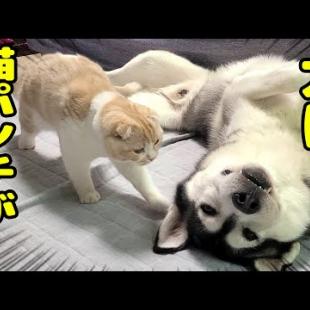 猫パンチがハスキー犬に炸裂して倒れちゃいました...