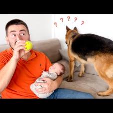 Hiding the Ball from My German Shepherd [Too Funny]
