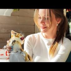 ПРИРУЧЕНИЕ ДИКИХ ГИБРИДНЫХ КОТЯТ ОТ АЛИСЫ И МАШИ / Любовь енота и кошек