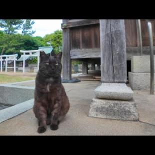 神社にきた参拝者を見守る黒猫ちゃん