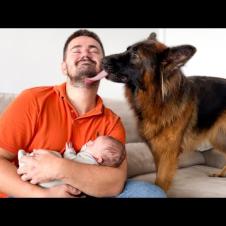 German Shepherd Shows Love for Human Dad and Newborn Baby
