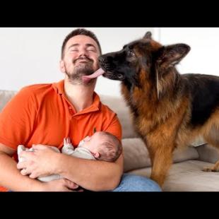 German Shepherd Shows Love for Human Dad and Newborn Baby