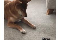 블랙홀로 빨려들어가는 멍멍이