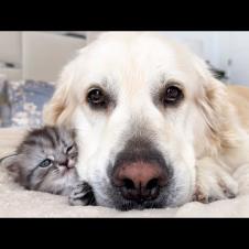 This Kitten Became the Softest Pillow for a Gentle Giant Dog 🐶💤🐱