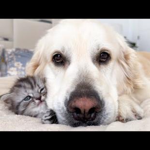 This Kitten Became the Softest Pillow for a Gentle Giant Dog 🐶💤🐱