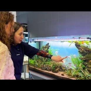 ВЫБИРАЮ РЫБОК ДЛЯ АКВАРИУМА АЛИСЫ