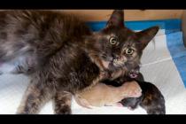 ПЕРВЫЕ РОДЫ МЕЙН-КУНа НИКОЛЬ