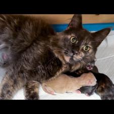 ПЕРВЫЕ РОДЫ МЕЙН-КУНа НИКОЛЬ