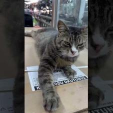 Cute cat says don't disturb me #shorts #meow #kitten #cat #cute #baby #animals #suncats #kittens