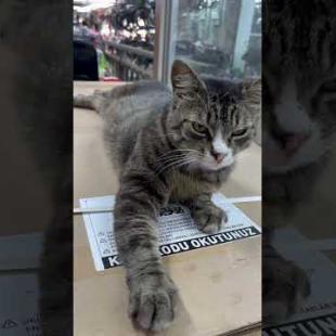 Cute cat says don't disturb me #shorts #meow #kitten #cat #cute #baby #animals #suncats #kittens