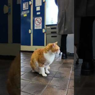 #ImpressedCatVideo #catisland #Cat