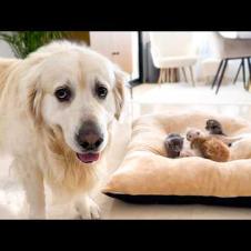 Poor Golden Retriever left without his bed because Kittens occupying it