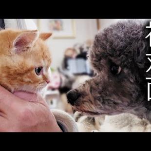 子猫と犬が初対面した結果大変なことに...