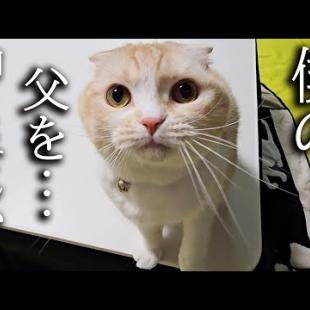 犬に噛まれたハスキー犬が家出したと思い必死に探し回る猫達...