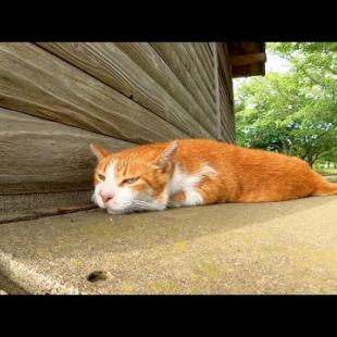 湖畔の小屋の脇に野良猫が寝ていたのでナデナデするとゴロゴロ言って喜んでカワイイ