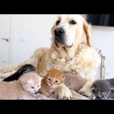 Golden Retriever Fall in Love with Sweet Baby Kittens