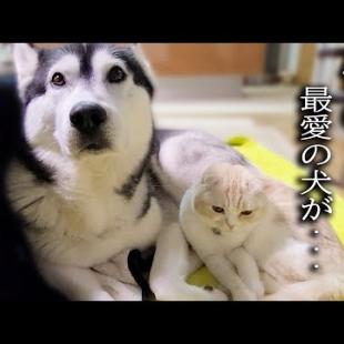 体調不良2日目 ハスキー犬を心配して一日中看病する子猫がこちら