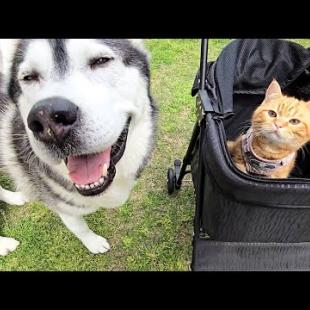 初めて子猫とハスキー犬と一緒にお散歩した結果こうなりました...