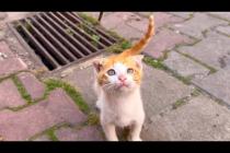 It is impossible to keep up with the speed of the homeless orange kitten who loves to play