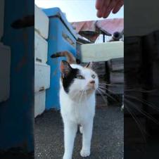 物置の上から漁港を見張っている三毛猫ちゃん、人が来るとモフられに降りてくる