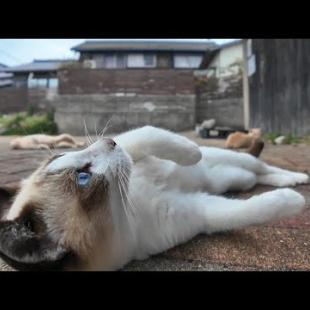 カメラを向けるとゴロンゴロン転がってみせる島の猫