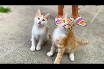 😹🔥 Endless Energy! Kittens Jump, Climb, Wrestle, and Crab Dance