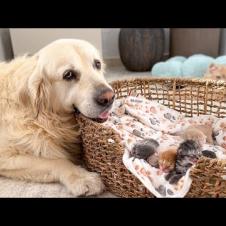 Golden Retriever is the Best Babysitter for Newborn Kittens!