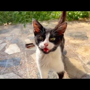 Tuxedo kitten talking to me cute meow