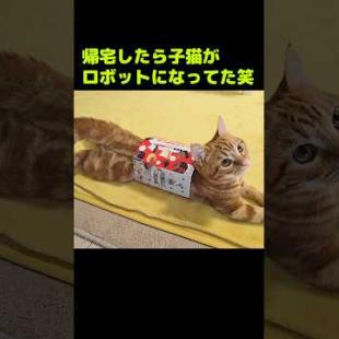 帰宅したら子猫がロボットになってた...笑#shorts