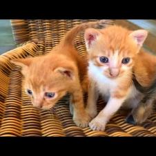 You've Never Seen Such Sweet Meows! Kittens Are Chasing Milk 🍼🐾